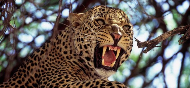 Tarangire Safari Lodge Leopard with Teeth