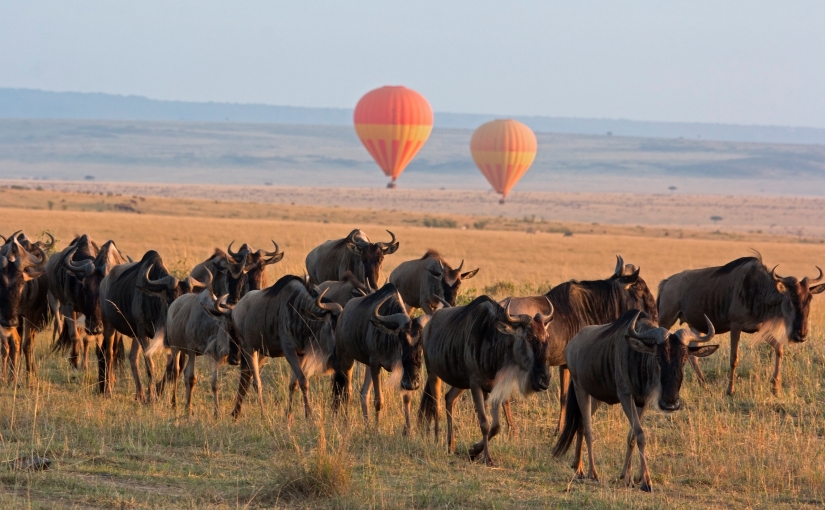 The Best Safaris in Tanzania, by Our Safari Experts