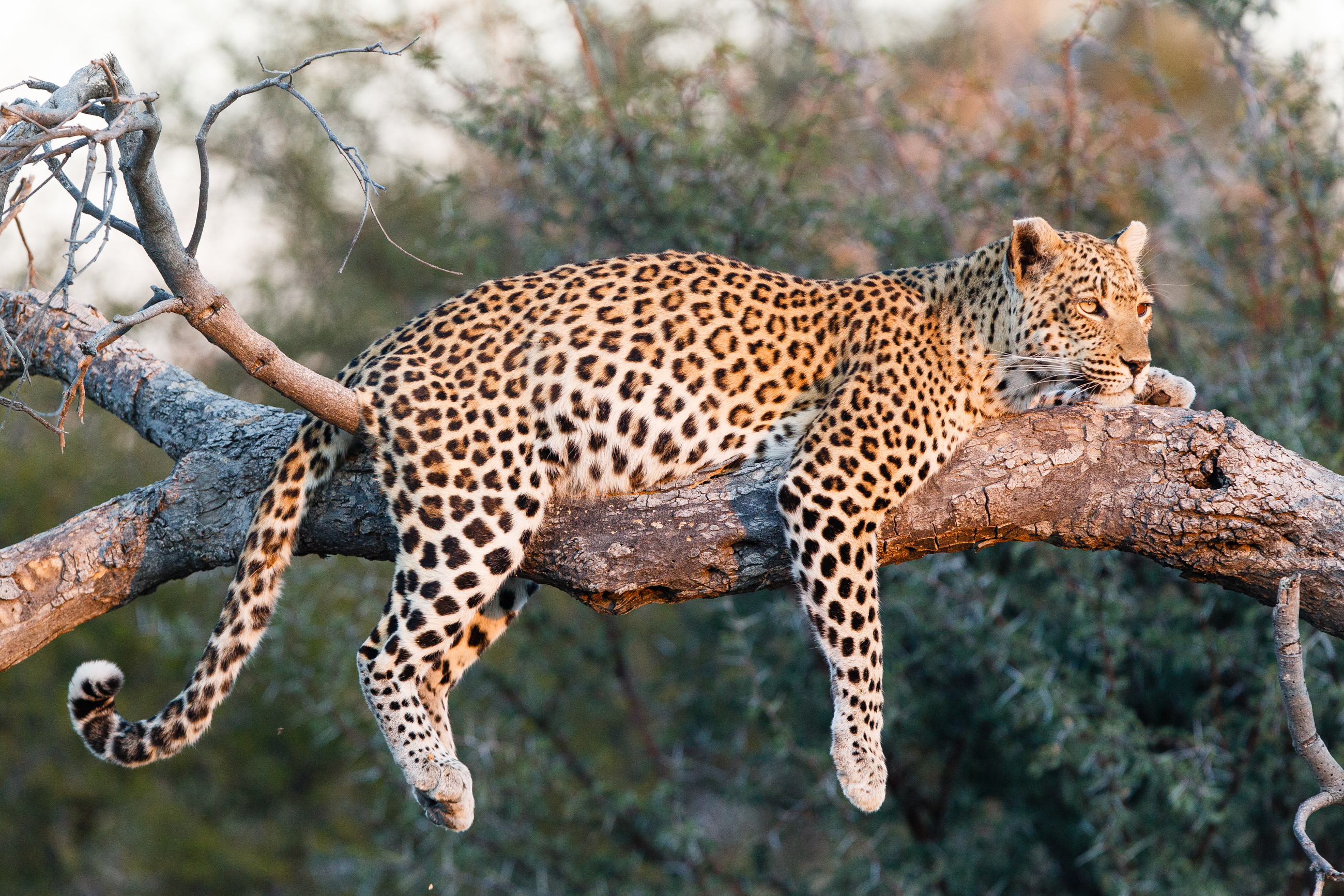 Леопард на ветке скачать